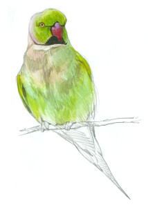 Arranca el primer censo nacional de cotorras 2 as 66 original