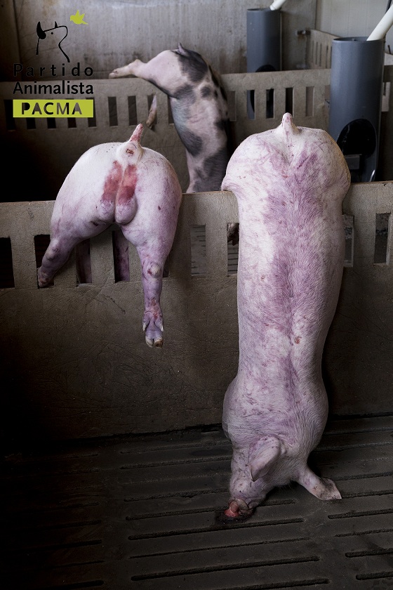 PACMA Tras los Muros 2 97 original