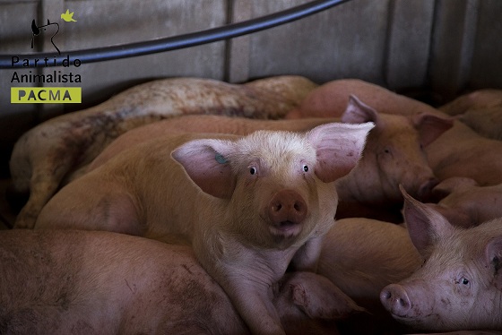 PACMA Tras los Muros 3 94 original