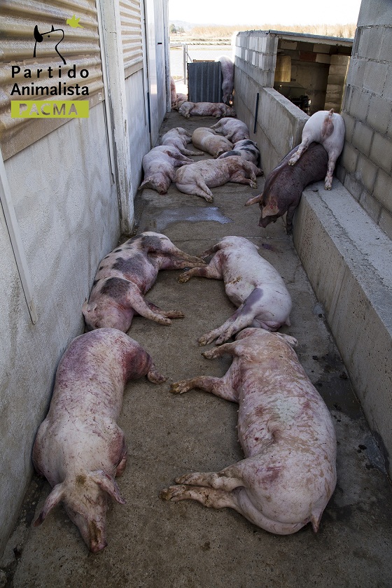 PACMA Tras los Muros 92 original