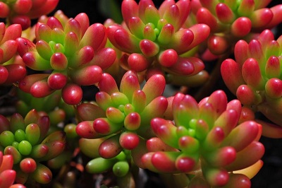 rubrotinctumdasd 11 original