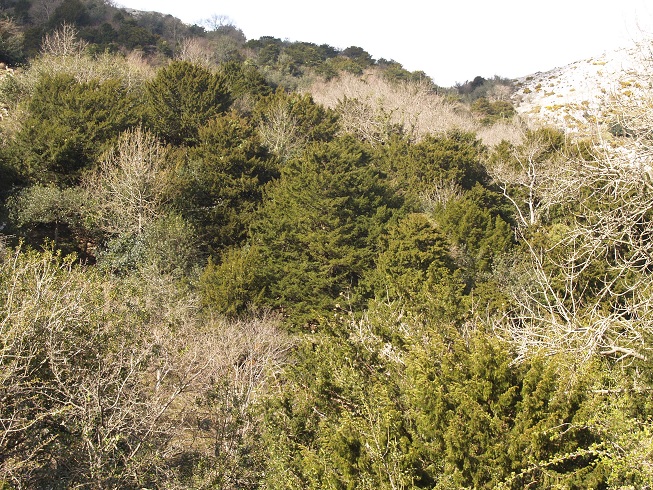 TejedaSueve 46 original