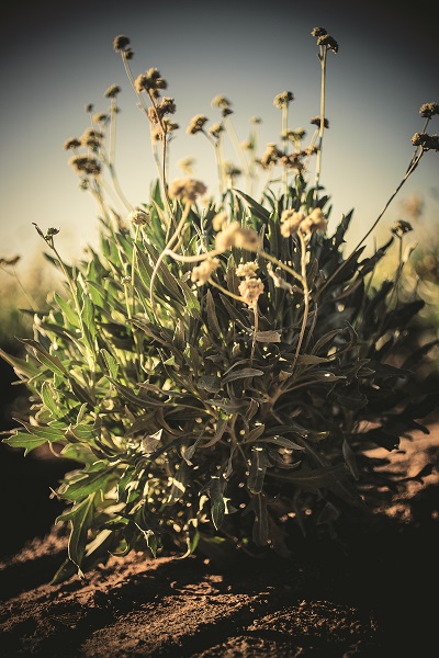 Traje de surf hecho a partir de la planta guayule 2 Sanchez 47 original