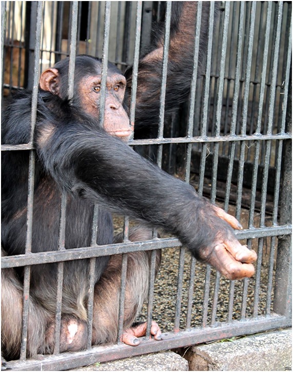 Buenas noticias para los chimpancés 2 CHIMPA12 26 original