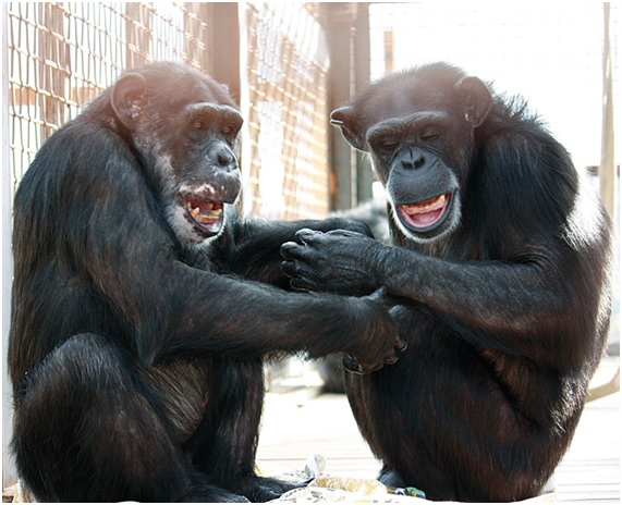 Buenas noticias para los chimpancés 4 CHIMPA14 79 original