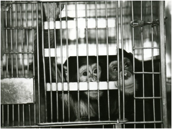 Buenas noticias para los chimpancés 6 CHIMPA16 66 original