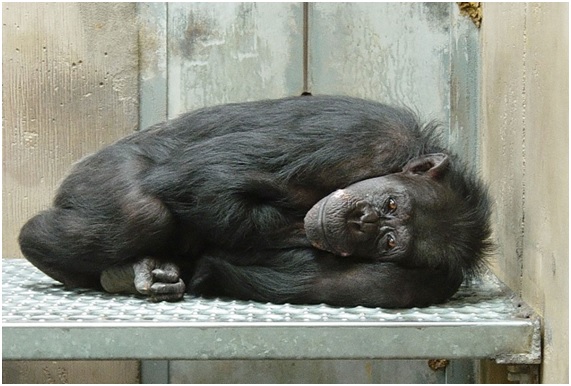 Buenas noticias para los chimpancés 8 CHIMPA18 32 original