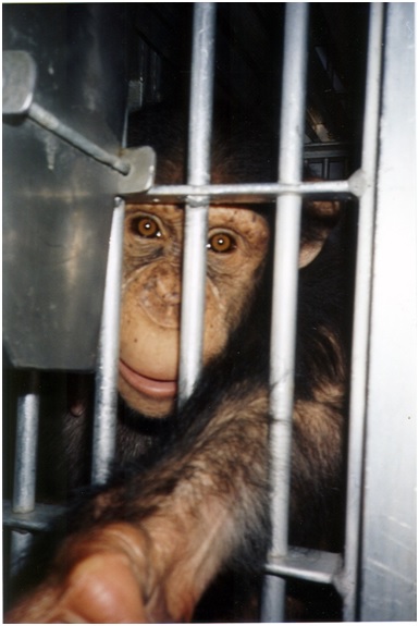 Buenas noticias para los chimpancés 9 CHIMPA19 3 original