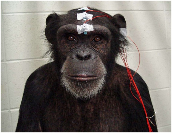 Buenas noticias para los chimpancés 10 CHIMPA20 26 original