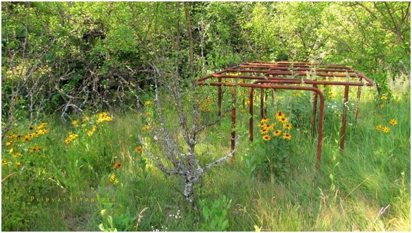 Vida salvaje en Chernóbil 2 vida12 41 original