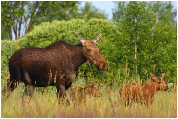 Vida salvaje en Chernóbil 6 vida16 27 original