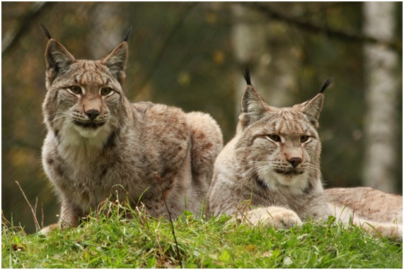 Vida salvaje en Chernóbil 8 vida18 2 original