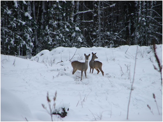 Vida salvaje en Chernóbil 9 vida19 84 original