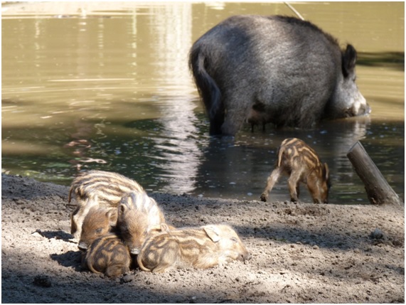 Vida salvaje en Chernóbil 10 vida20 50 original