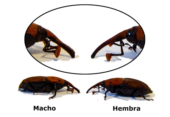 PICUDO11 16 original