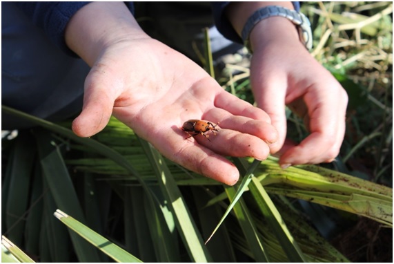 PICUDO13 63 original