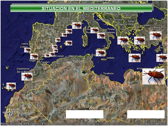 PICUDO14 98 original