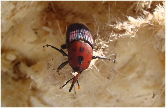 PICUDO15 67 original