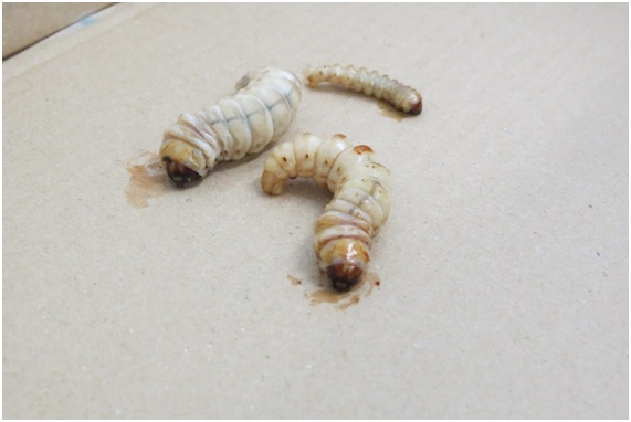 PICUDO16 34 original