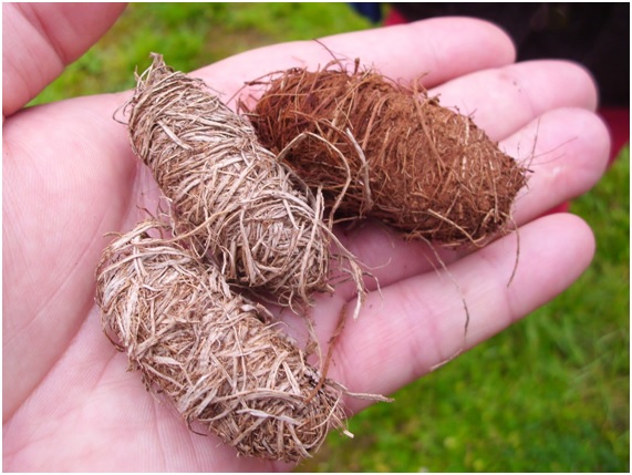 PICUDO17 72 original