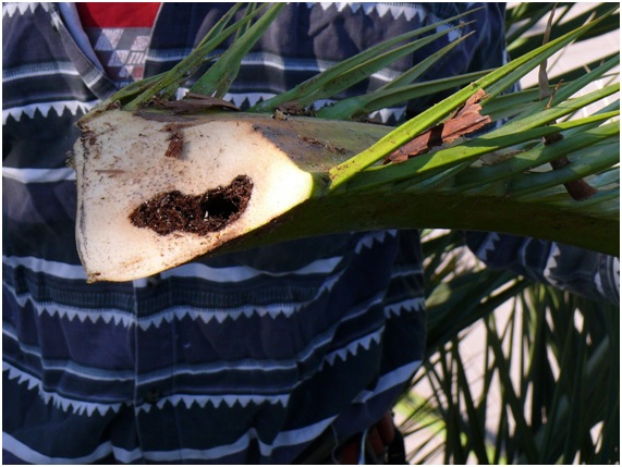 PICUDO18 12 original