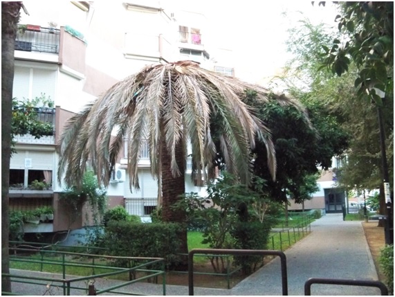 PICUDO19 78 original