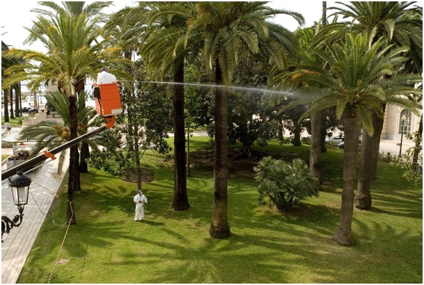 PICUDO20 72 original