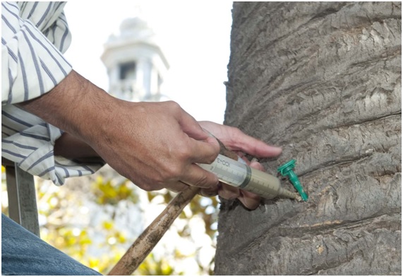 PICUDO21 24 original