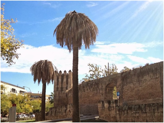 PICUDO23 19 original