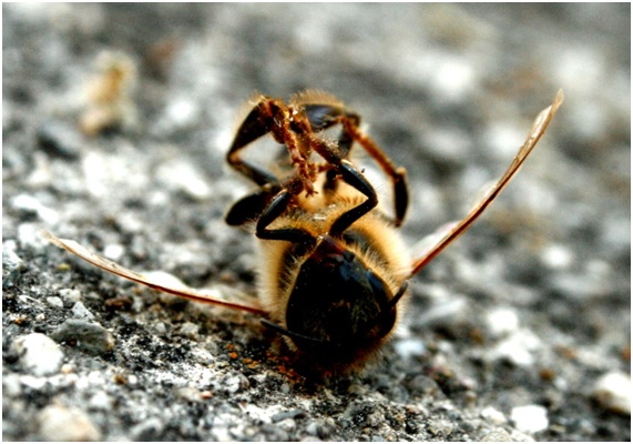 abejas15 73 original