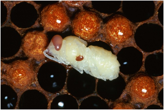 abejas19 62 original