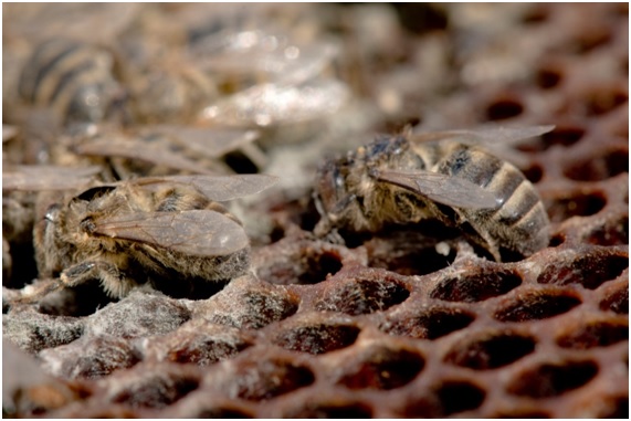 abejas20 46 original