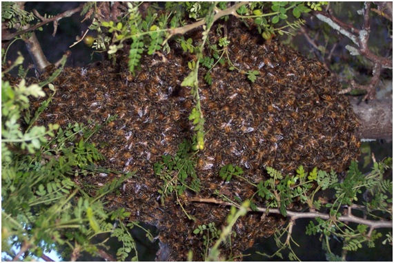 abejas21 10 original