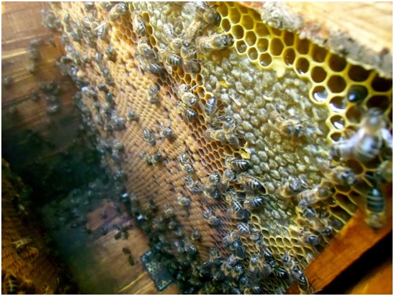 abejas22 59 original