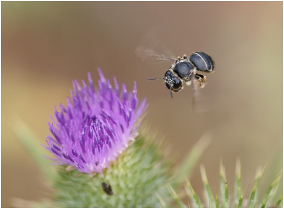 abejas23 20 original