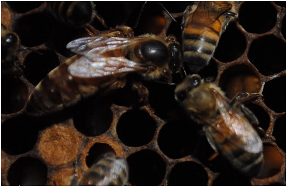 abejas24 80 original