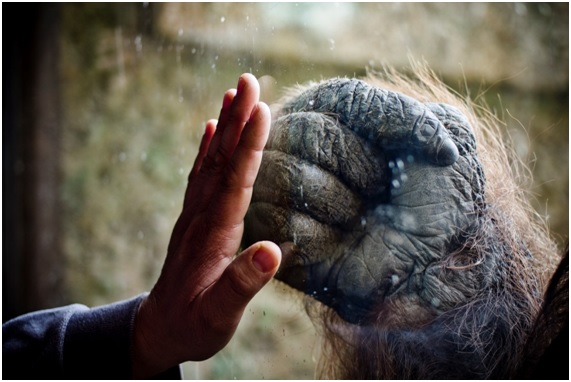 podemos12 51 original