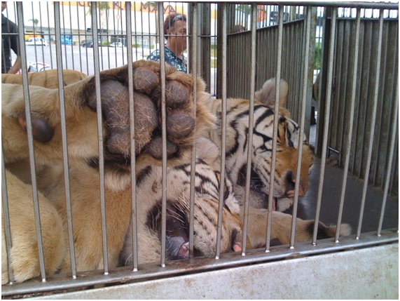 podemos14 82 original