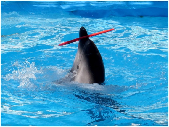 podemos15 79 original