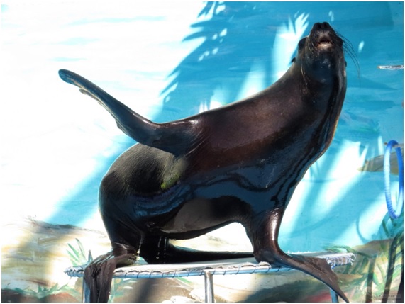 podemos16 90 original