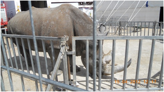 podemos18 65 original