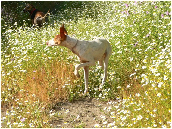 podemos22 21 original