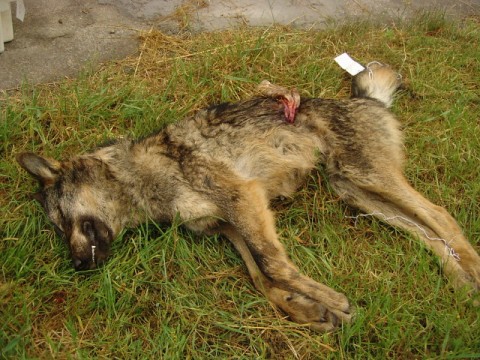 lobo matanza muerto asturias 2