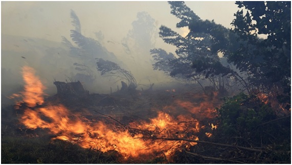 Incendios forestales en invierno: previsión cero + codicia desmedida 3 invernal13 60 original
