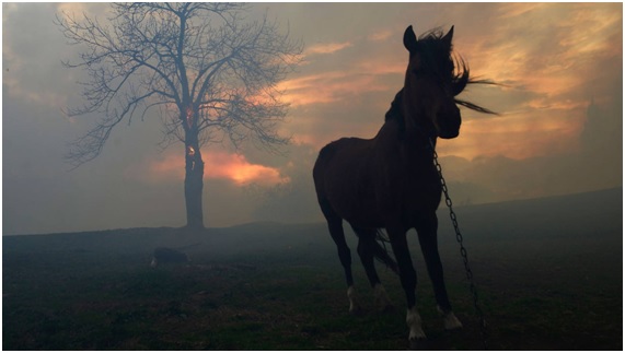 Incendios forestales en invierno: previsión cero + codicia desmedida 5 invernal15 74 original
