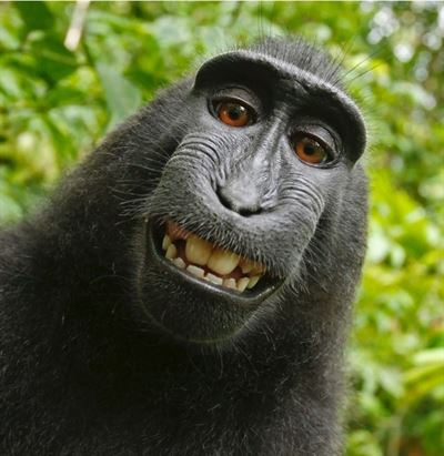 Puede un simio reclamar derechos de autor 1 MONOAU 85 original