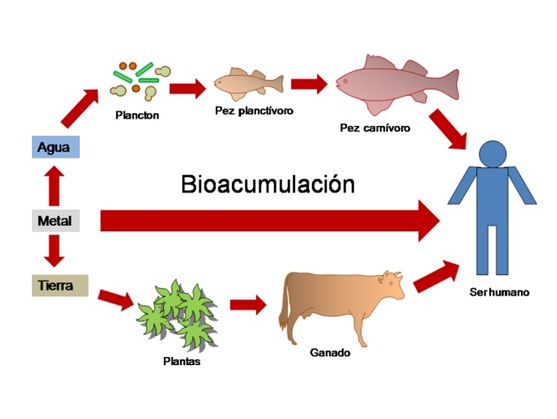 bioacumulación