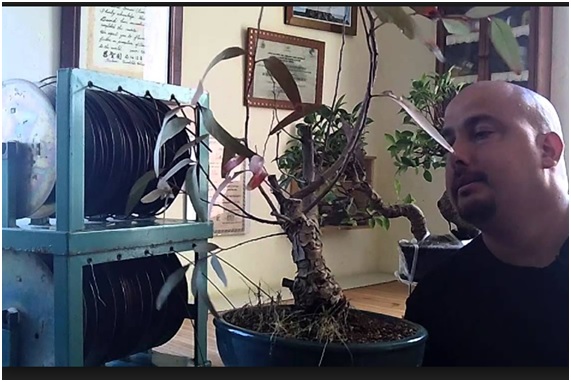 Plantas que purifican el aire