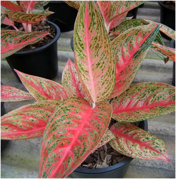 Plantas que purifican el aire