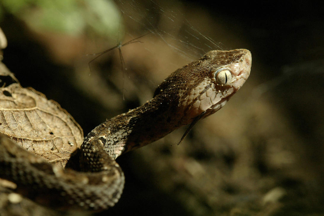 La serpiente cuatro narices y su capacidad de lanzar veneno desde una distancia de 6 pies